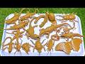 Explore the Bugs, Insects, and Reptiles: Fun Names and Facts for Toddlers