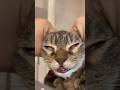猫の顔面をマッサージしていたら…