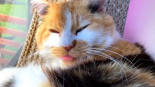 三毛猫まりもとレトリバーまるの写真館