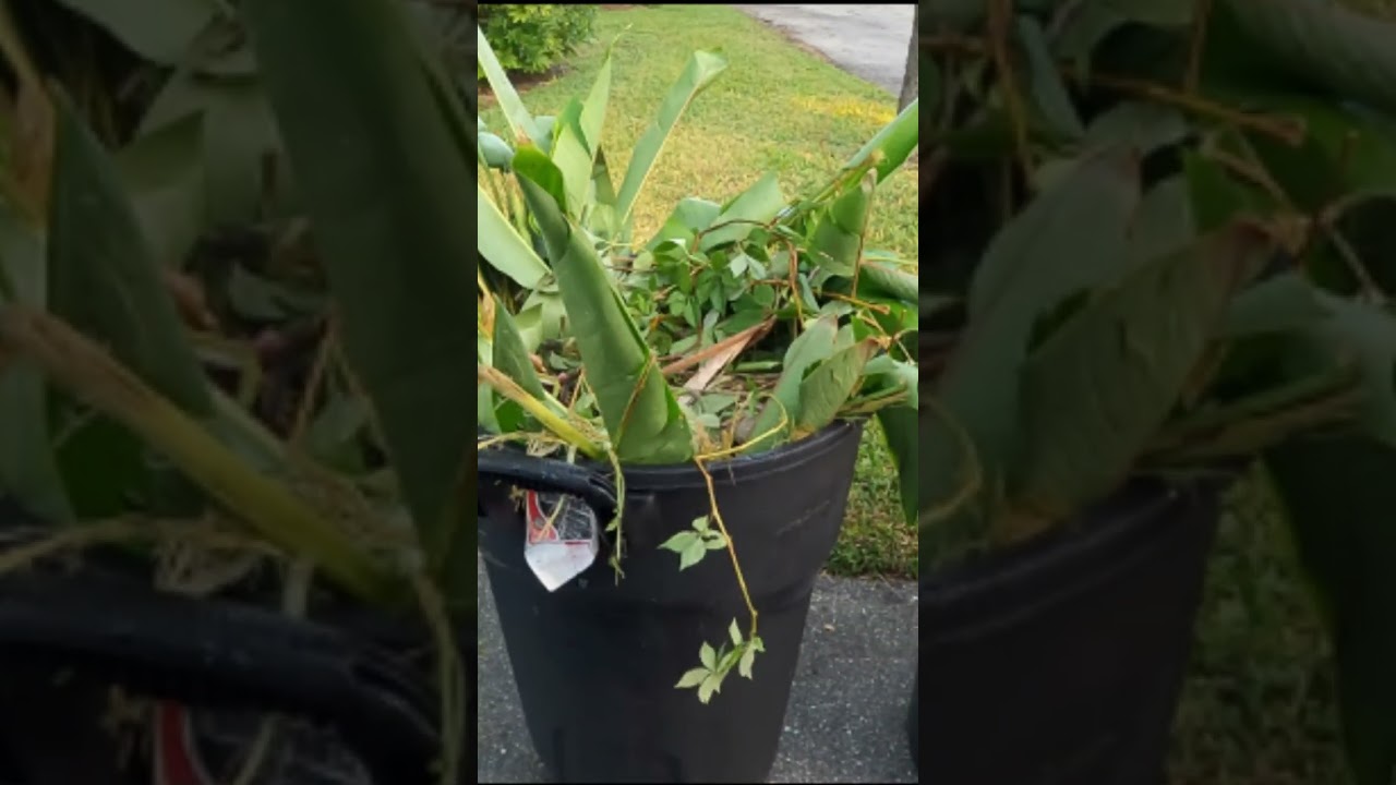 Finding FREE Apple Cactus plants in the trash!