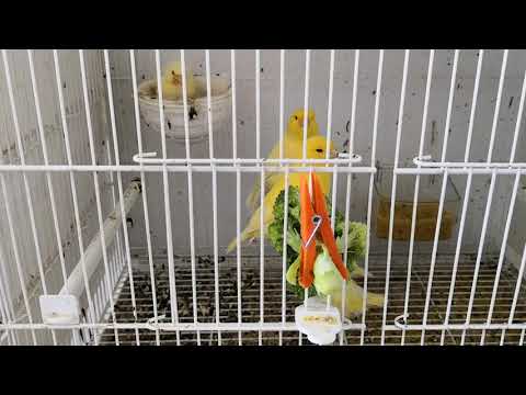La cria de canarios. - YouTube