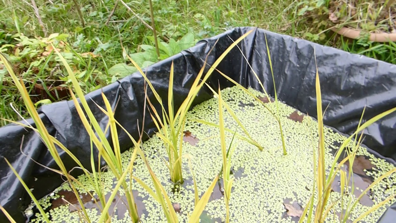 Rice from Thailand - Oryza sativa - Hrísgrjón - Matjurt - Grjónarækt