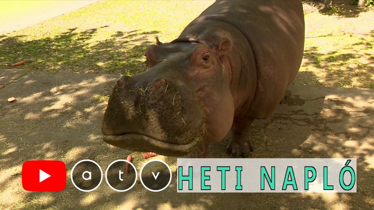 50 éves lett Tücsök, a víziló