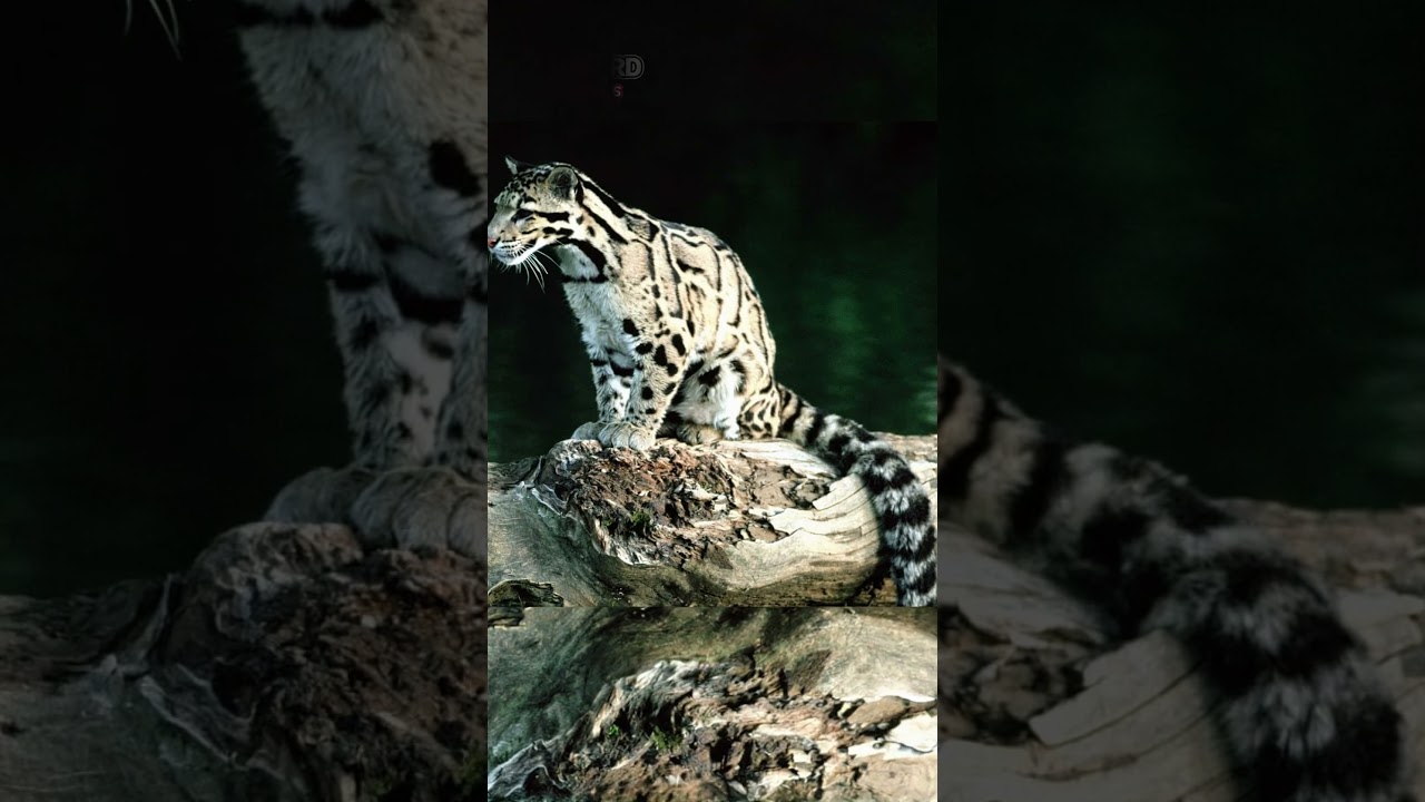 Sunda Clouded Leopard EP39 | The Elusive Feline of Southeast Asia’s Rainforests