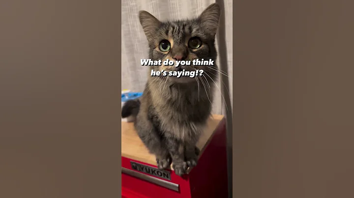 Watch the video about TALKING MAINE COON KITTY #shorts