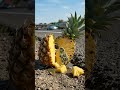 Change fruit to pineapple