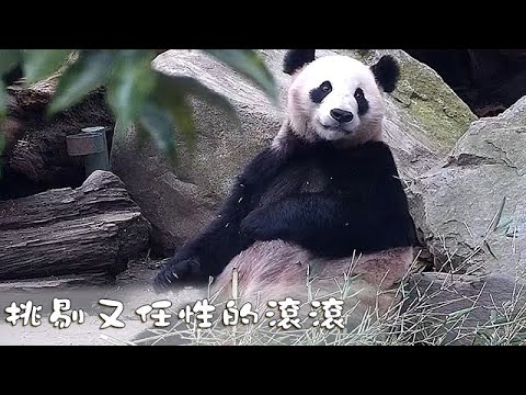 《熊貓早晚安》挑剔又任性的滾滾  | iPanda熊貓頻道