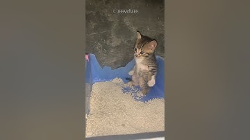 A Cat’s First Time Using the Litter Box