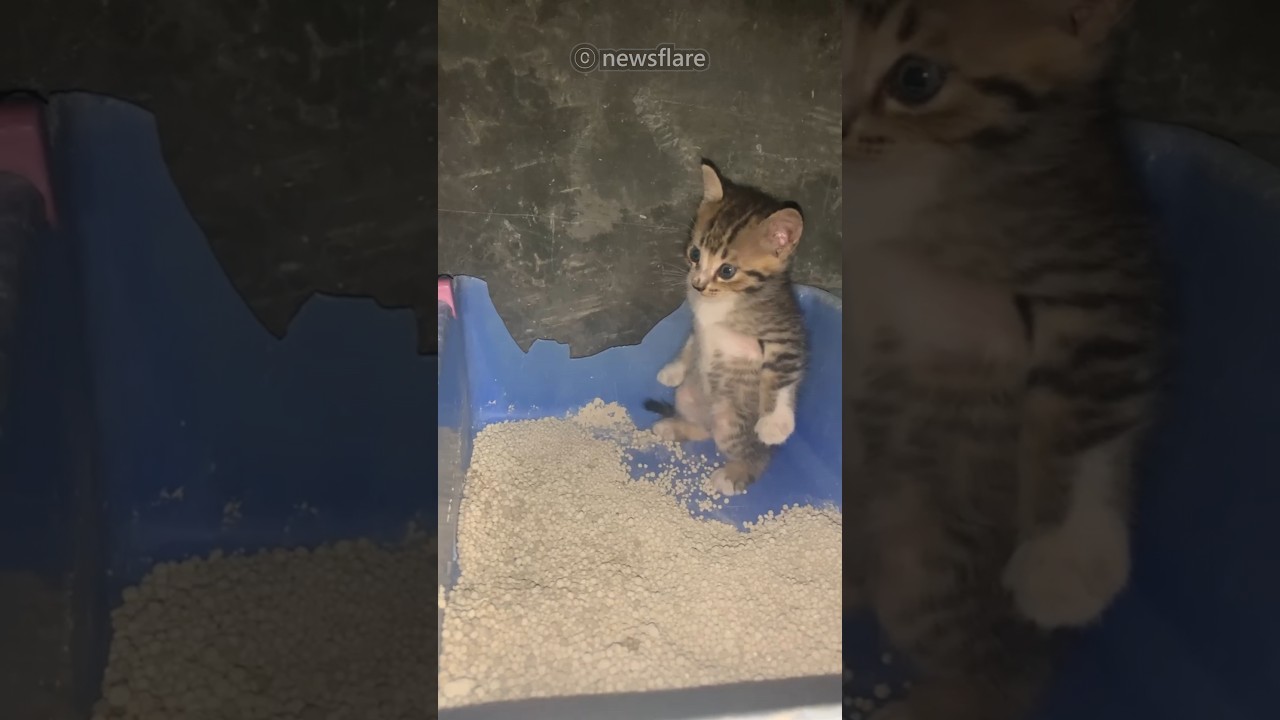 A Cat’s First Time Using the Litter Box