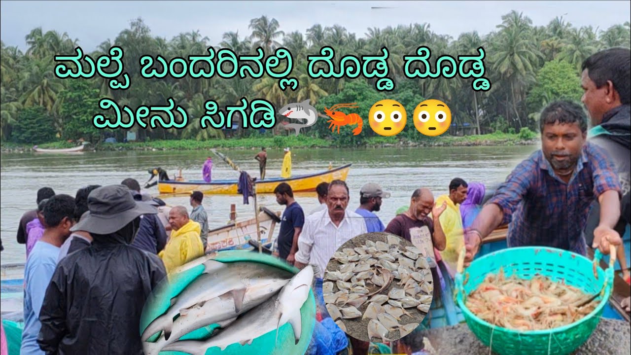 Malpe Port 🦐🦈 | Mansoon Fishing | ಮಲ್ಪೆ ಬಂದರು | ಮುಂಗಾರು ಮೀನುಗಾರಿಕೆ 🦈🦐