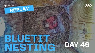 BlueTit Hatching Replay Timelapse 11-05-2025