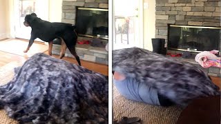 Dog Vs Magic Trick Owner Confuses Dog Hiding Under Blanket funny Dog Reaction