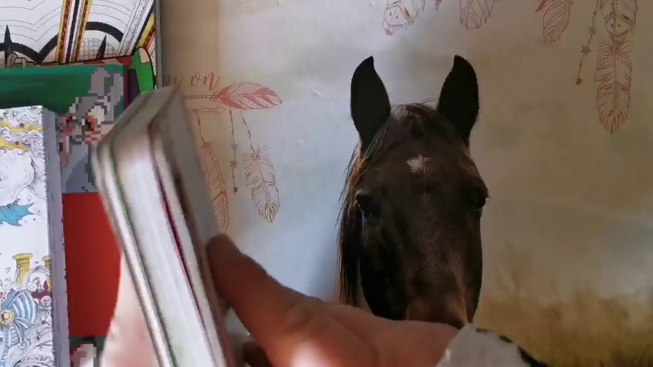 Mes Coloriages terminés du mois de Février 2020 - YouTube