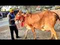 देखिए यादव डेरी फार्म पर बिक्री के लिए उपलब्ध  शानदार दुधारू गाय👌/ Cows For Sale At Yadav Dairy Farm