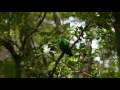 Whitehead&#39;s Broadbill - Borneo 2017