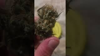 Outdoor grow 2026- day8 of drying and curing of skywalker og