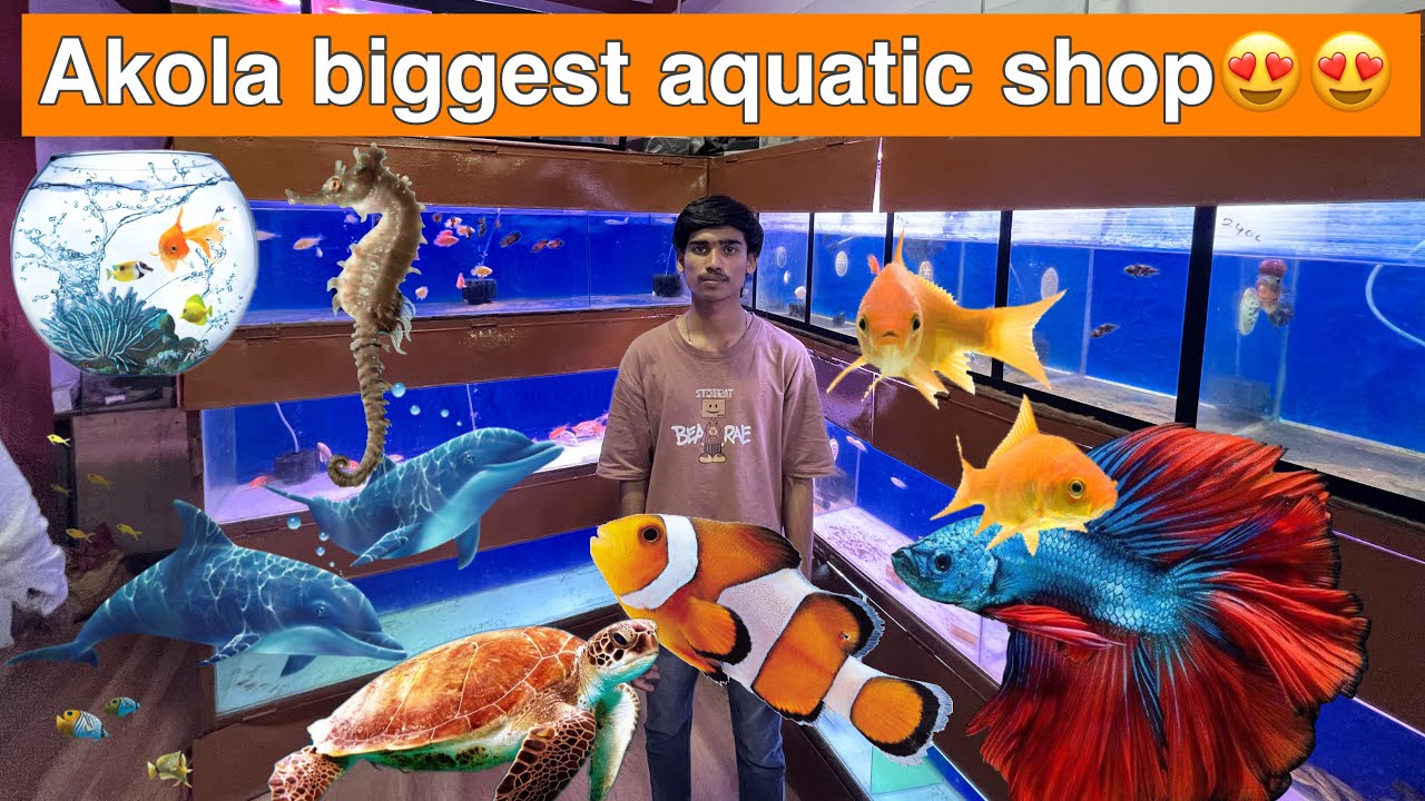 AKOLA BIGGEST FISH SHOP | STARTING FROM 20₹ ONLY😍 AKOLA BIRDS ...