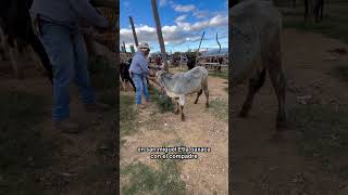 Becerro brahmán gris #farm #toros #ganado