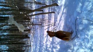 My Apbt Playing With His Rope