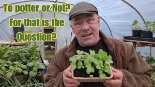 Pottering about with Kev | off-grid living | homesteading | gardening | grow your own food