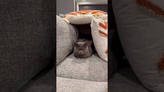 Cubby House = Cat’s New Kingdom 👑🐱 #catshorts #catviralvideos#funnycats