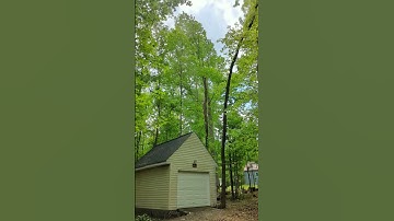 Cut down tree drone 2023 04 26 184430109