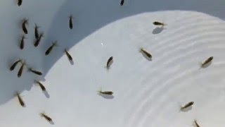 DSCF6669