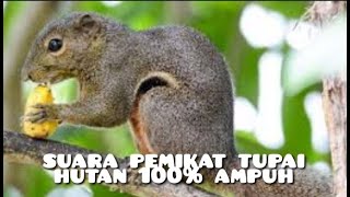 Suara pemikat tupai hutan ampuh dijamin datang