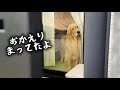 【お留守番の裏側】愛犬が健気すぎて胸がギュッとなりました