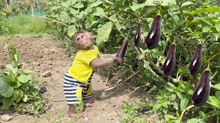 Monkey SinSin harvests eggplants in the garden and asks Dad to cook and enjoy with ZiZi