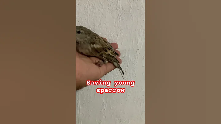 #saving #sparrow #life #cat #germany #birds #pakistan #pti