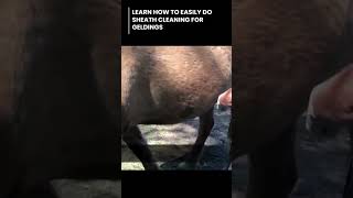 How To Do Sheath Cleaning For Geldings