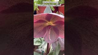 Helleborus ‘Frostkiss Annas Red’ #helleborus #flowers #perennial #plants #spring #garden #fleurs