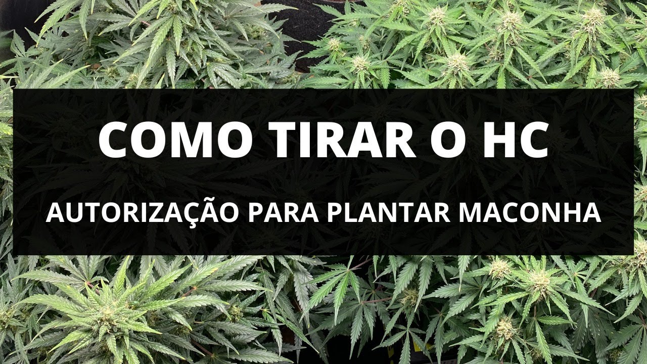 COMO TIRAR O HC PARA CULTIVAR MACONHA CANNABIS - AUTORIZAÇÃO PARA PLANTAR MACONHA
