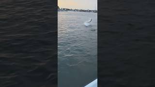 Angler League, the first competitive fishing app #fishing #app #competitive #rankings #tarpon