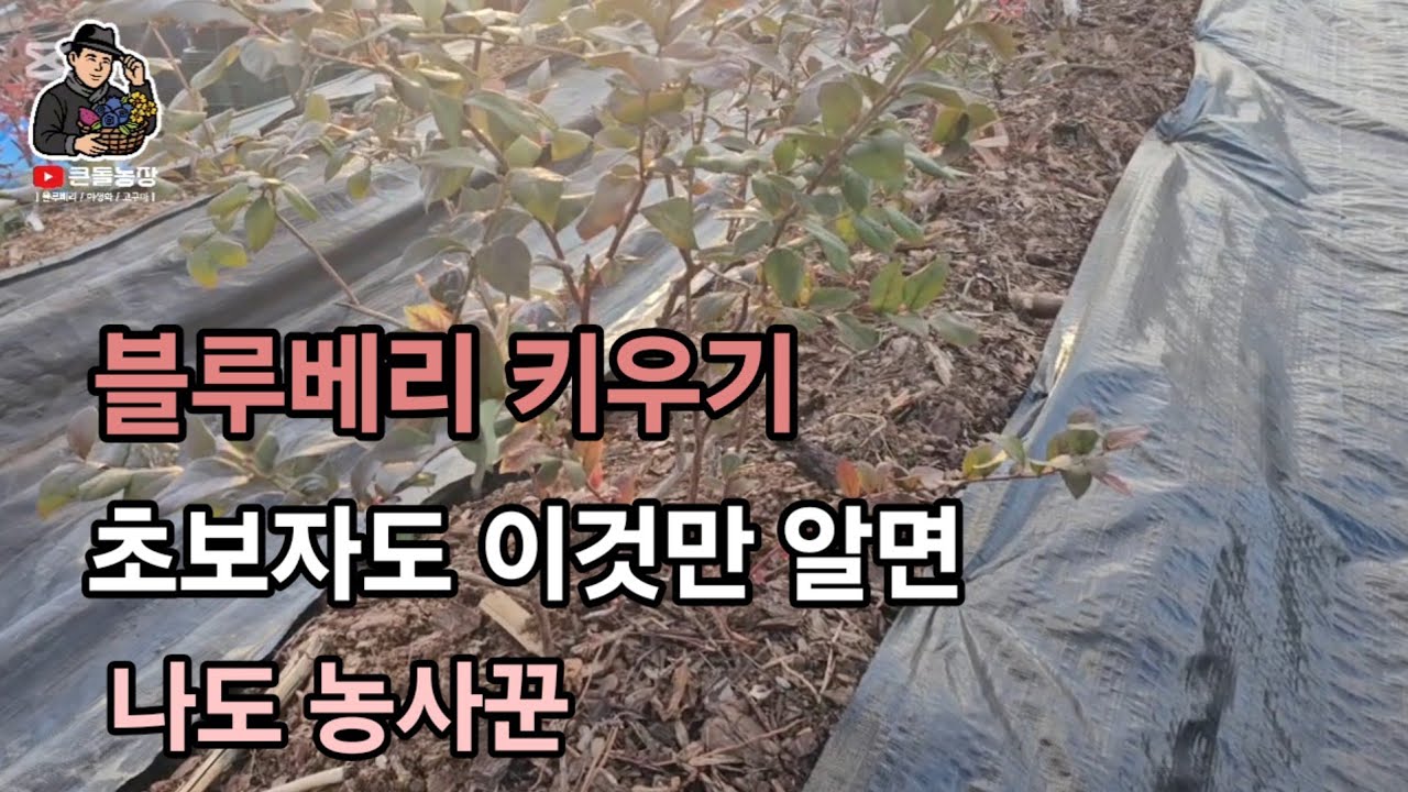 블루베리 키우기 초보자도 이것만 알면 나도 농사꾼!