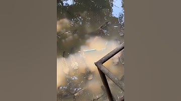 Đàn cá lóc ẩn nấp sau vườn nhà #cacconvat #docla #fishing