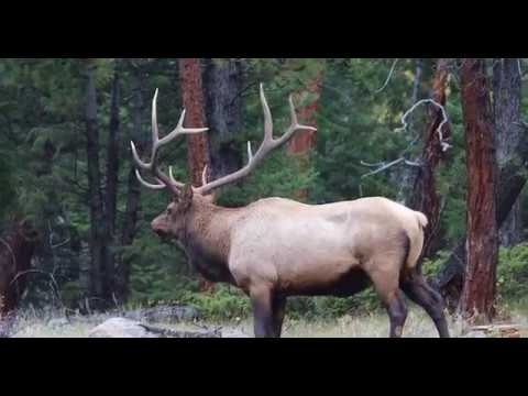Estes Park Colorado Elk Rut – 2017 [4K] - YouTube