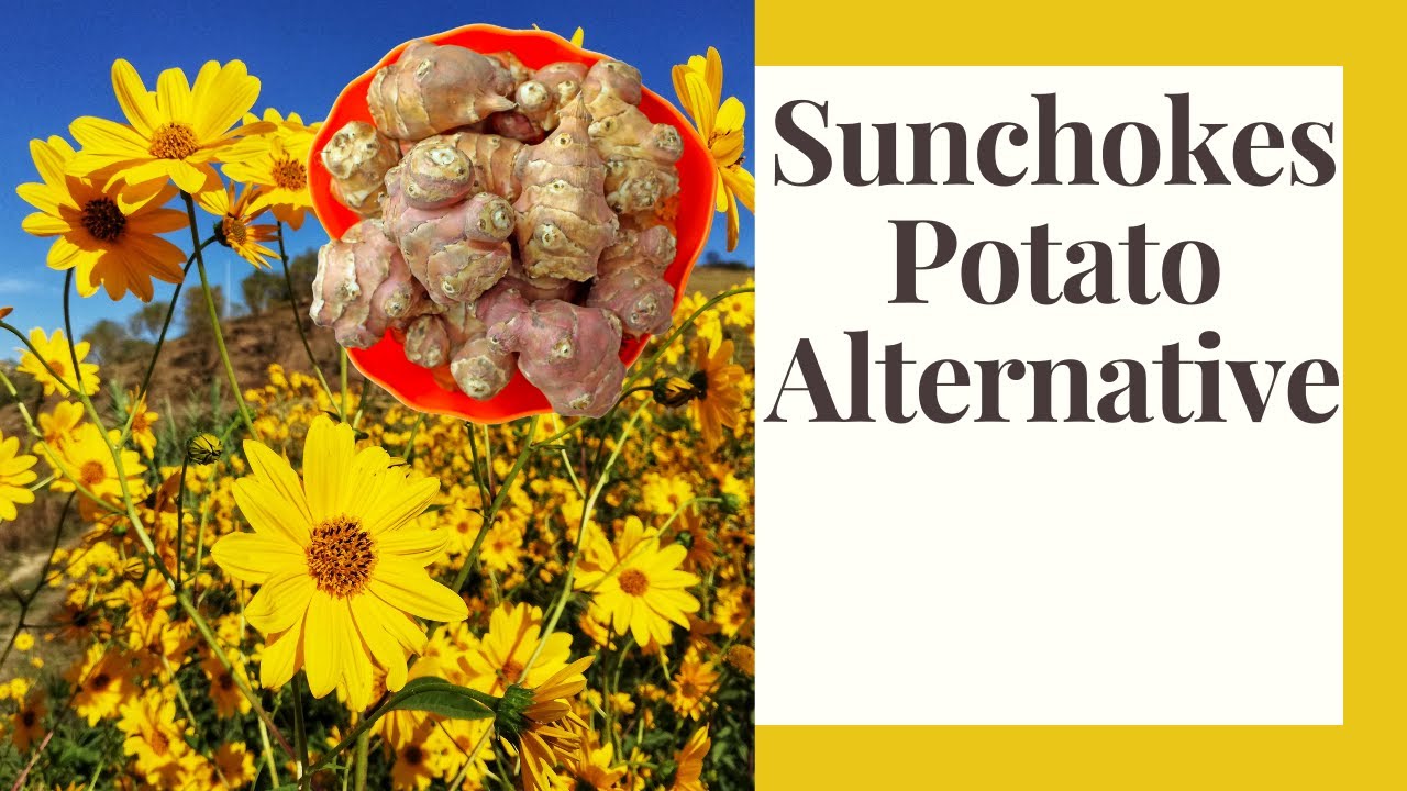 Jerusalem Artichokes Perennial Edible Tuber and Beautiful flower
