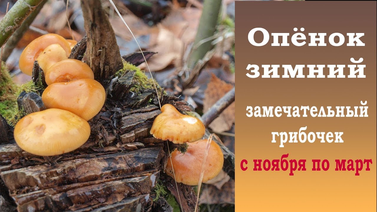 Зимний опёнок - замечательный грибочек с ноября по март.