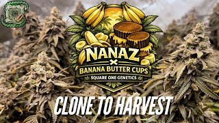 Clone to Harvest | Nanaz x Banana Butter Cups | Square One Genetics