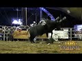 ¡REGRESÓ COMO TODO UN GRANDE A SUS 19 AÑOS  #jaripeo #toros #monta 