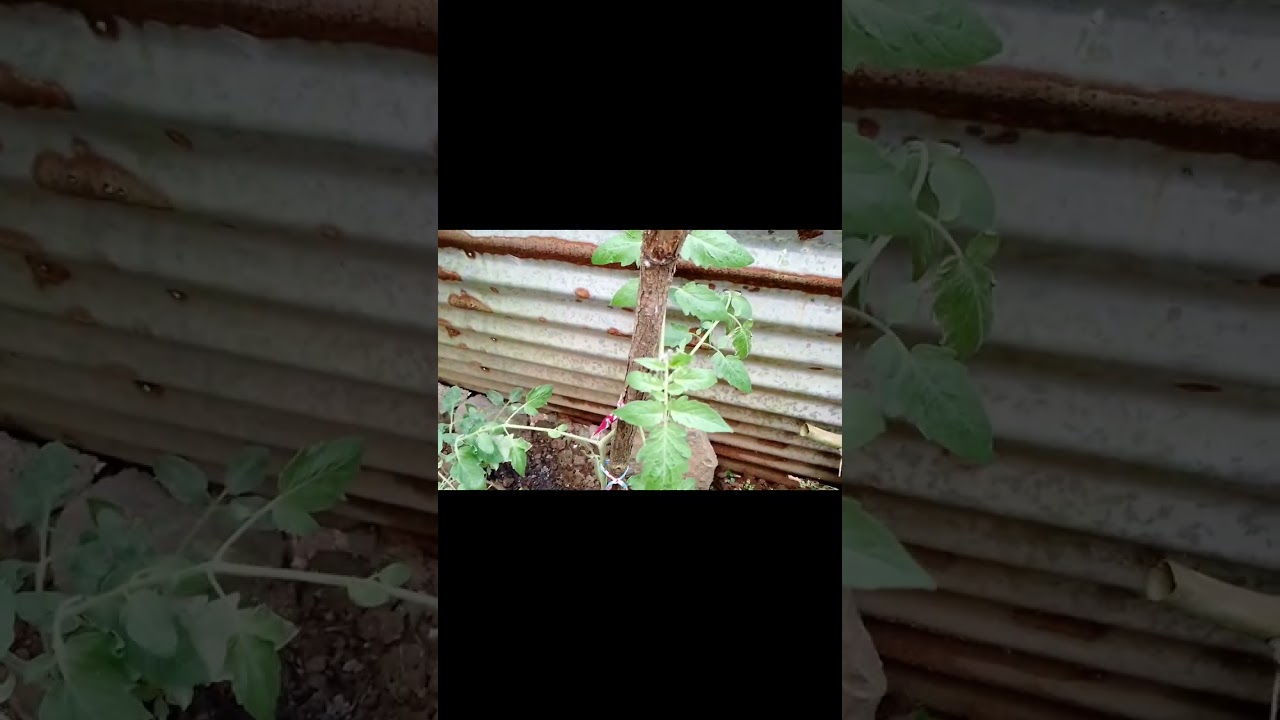 Eto ang mga halaman ko sa bundok 