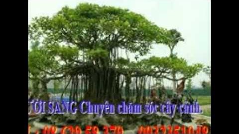 :0932351048.]] nhận cắt, tỉa, chăm sóc cây cảnh quận hóc môn.tphcm