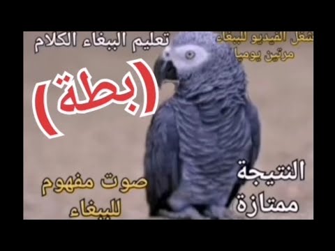 تعليم الببغاء كلمة بطة