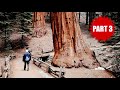 Sequoia National Park (Dad's American Adventure Part 3)