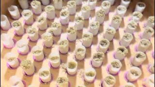 BUDDIES BUMP BOX TUT - 76 CONES
