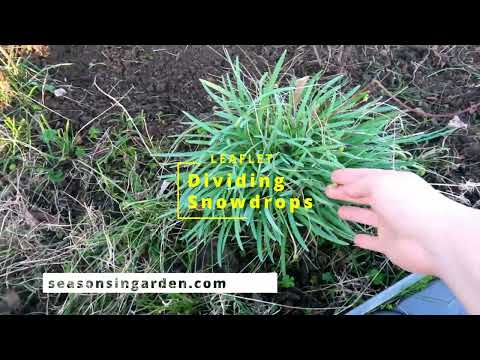 Dividing Snowdrops [ LEAFLET ]