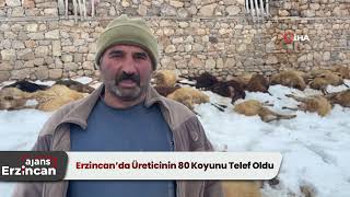 Erzincan’da Üreticinin 80 Koyunu Telef Oldu