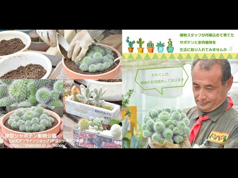 伊豆シャボテン動物公園】サボテン解説-真鍋さん - YouTube